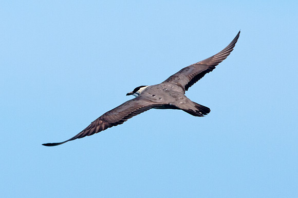 Buller's Shearwater ("Puffinus" bulleri)