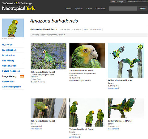 Cornell-Yellow-shouldered Parrot