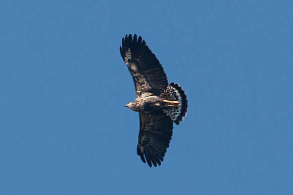 Snail Kite (Rostrhamus sociabilis)