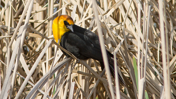 Yellow-headed Blackbird (Xanthocephalus xanthocephalus) male