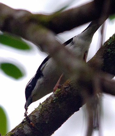 Pied shrike-babbler (Pteruthius flaviscapis)