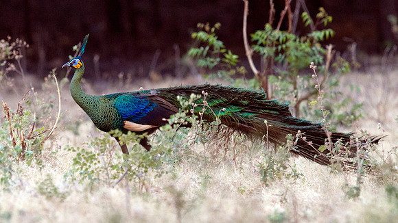 Green peafowl (Pavo muticus)