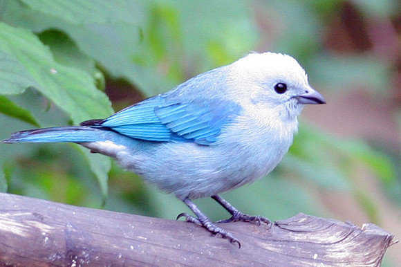 Blue-grey Tanager (Thraupis episcopus)