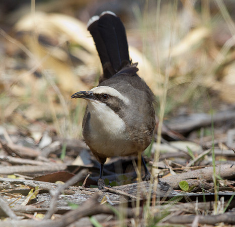 Grey-crowned babbler (Pomatostomus temporalis)
