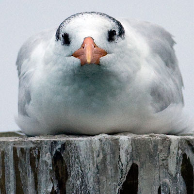 Royal Tern (Thalasseus maximus)