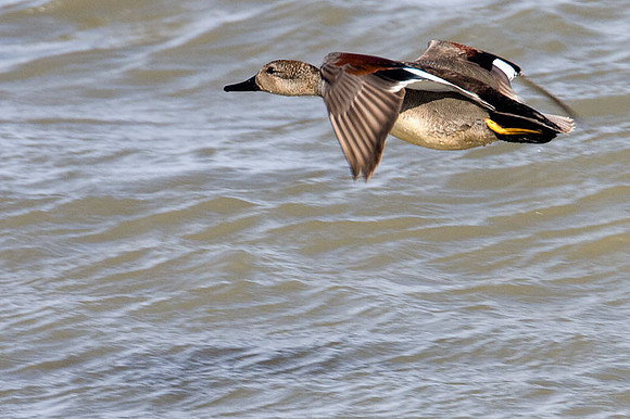 Gadwall (Anas strepera)