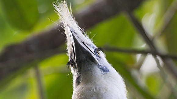 White-crowned Hornbill (Berenicornis comatus)