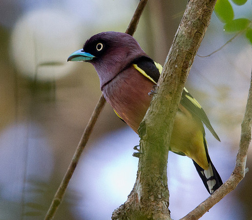 Banded broadbill (Eurylaimus javanicus) Male