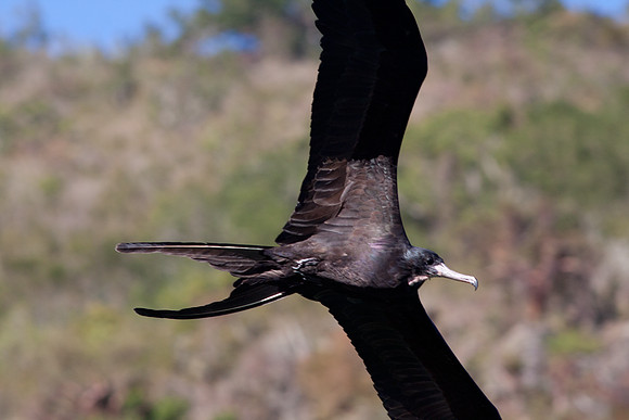 Magnificent Frigatebird (Fregata magnificens) Male