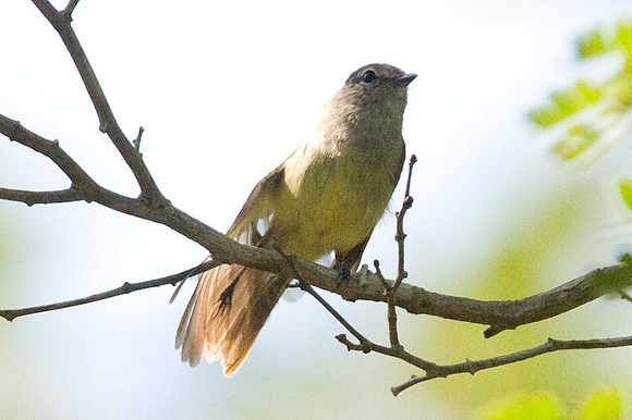Greenish Elaenia (Myiopagis viridicata)