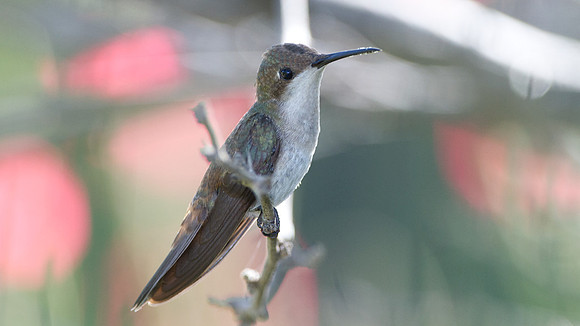 Ruby-topaz Hummingbird (Chrysolampis mosquitus) female