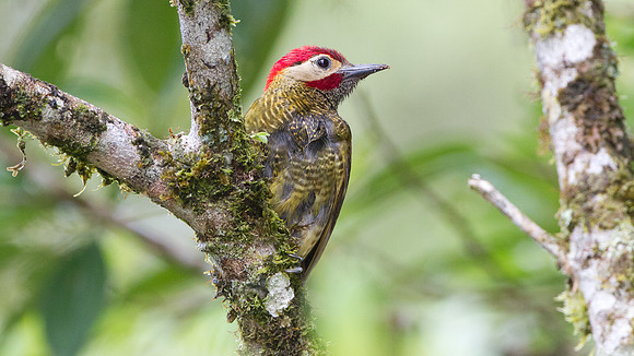Golden-olive Woodpecker (Colaptes rubiginosus)