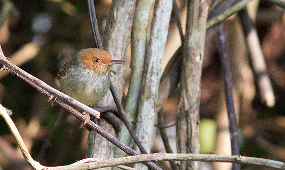 Olive-backed tailorbird (Orthotomus sepium)