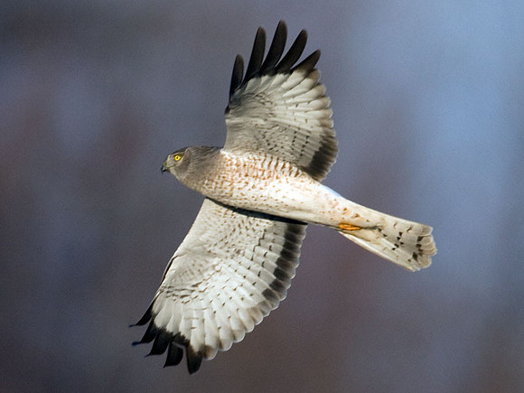 Hen Harrier (Circus cyaneus) male; or Northern Harrier