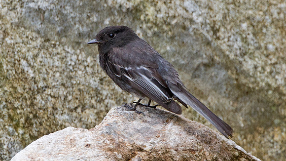 Black Phoebe (Sayornis nigricans)