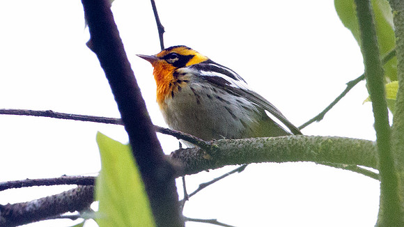 Blackburnian Warbler (Setophaga fusca)