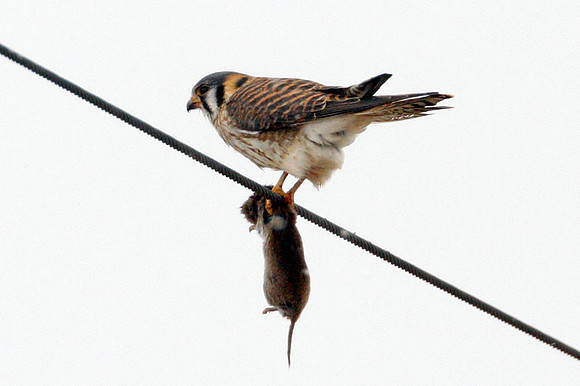 American Kestrel (Falco sparverius)