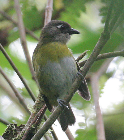 Common Bush-tanager (Chlorospingus ophthalmicus)