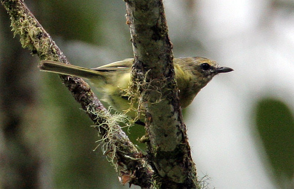 Yellow-winged Vireo (Vireo carmioli)
