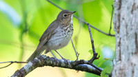 Swainson's thrush (Catharus ustulatus)