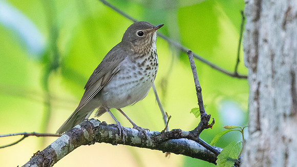 Swainson's thrush (Catharus ustulatus)