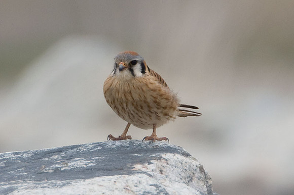 American Kestrel (Falco sparverius) female