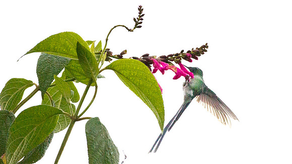 Long-tailed Sylph (Aglaiocercus kingi)