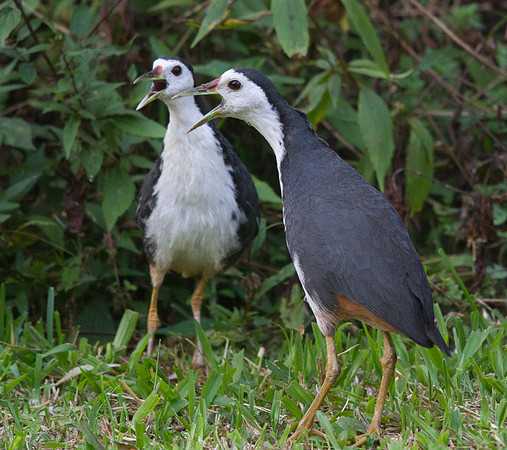White-breasted waterhen (Amaurornis phoenicurus)