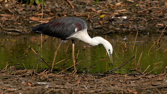 White-necked heron (Ardea pacifica)