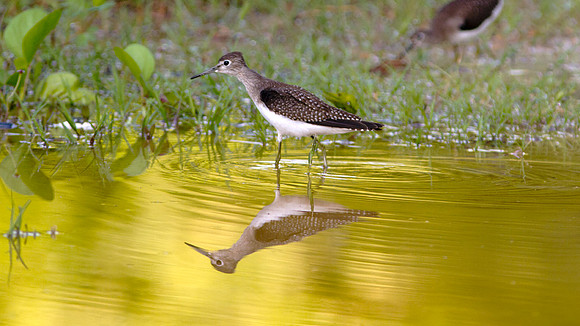 Solitary Sandpiper (Tringa solitaria)