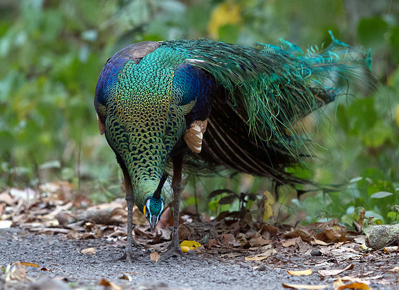 Green peafowl (Pavo muticus)