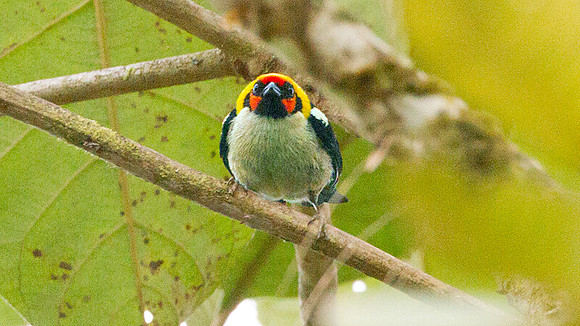 Flame-faced Tanager (Tangara parzudakii)