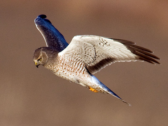 Hen Harrier (Circus cyaneus) male; or Northern Harrier