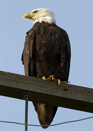 Bald Eagle (Haliaeetus leucocephalus)