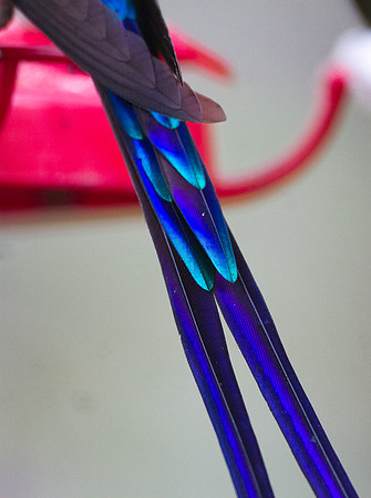 Violet-tailed Sylph (Aglaiocercus coelestis)