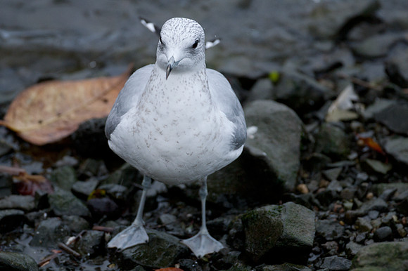 Common Gull (Larus canus)