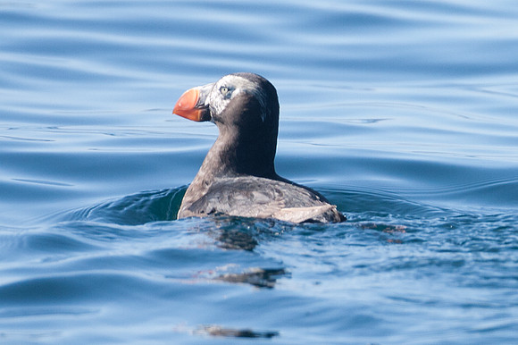 Tufted Puffin (Fratercula cirrhata)