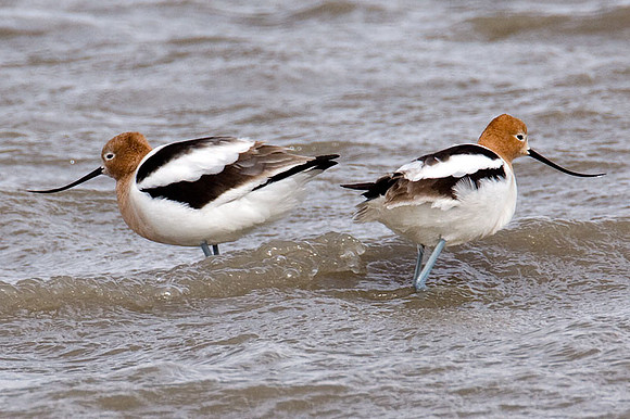 American Avocet (Recurvirostra americana)