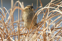 Song Sparrow (Melospiza melodia)