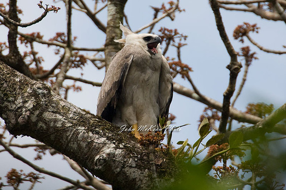 Harpy Eagle (Harpia harpyja)