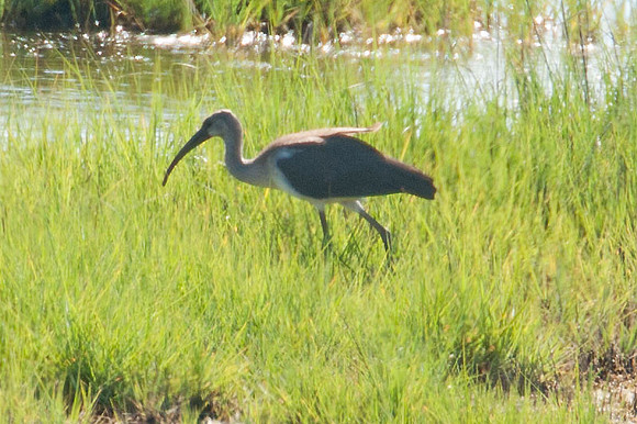 American White Ibis (Eudocimus albus) juvenile