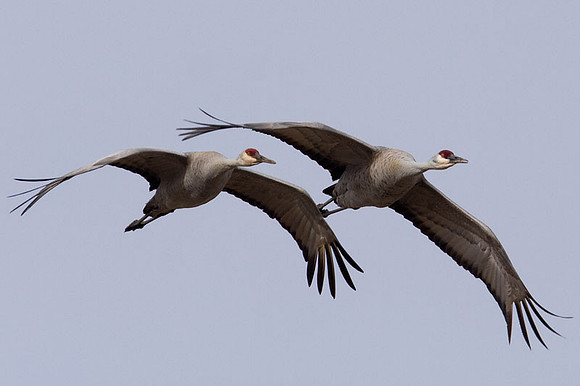 Sandhill Crane (Grus canadensis)