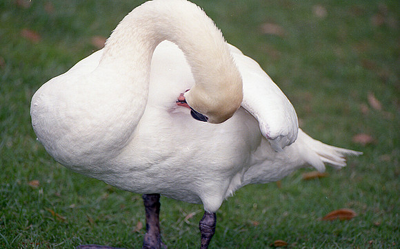 Mute Swan (Cygnus olor)