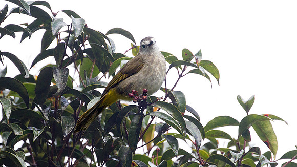 Pale-faced Bulbul (Pycnonotus leucops)