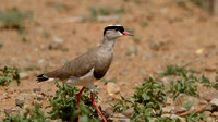 Crowned Lapwing (Vanellus coronatus)