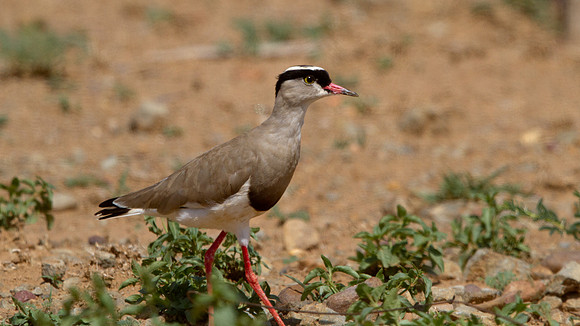 Crowned Lapwing (Vanellus coronatus)