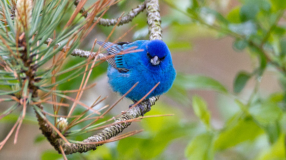 Indigo Bunting (Passerina cyanea)
