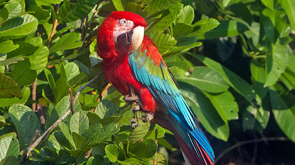 Red-and-green Macaw (Ara chloropterus)
