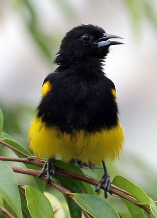 Black-cowled Oriole (Icterus prosthemelas) male