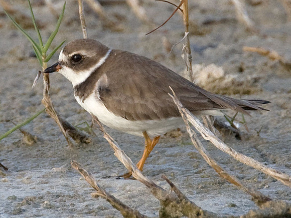 Semipalmated Plover (Charadrius semipalmatus)
